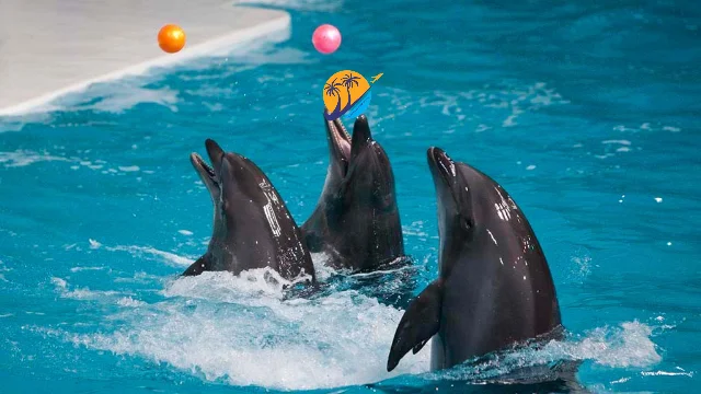 Dolphinarium Ticket